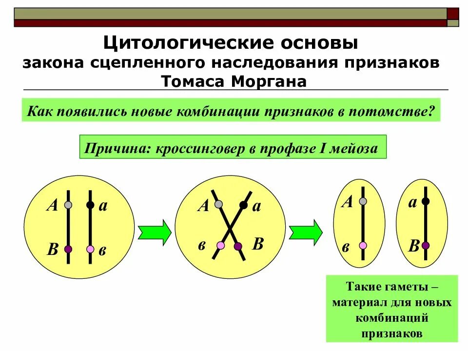 Закон Моргана о сцепленном наследовании схема. Опыты Томаса Моргана кроссинговер. Закономерности наследования т. Моргана.