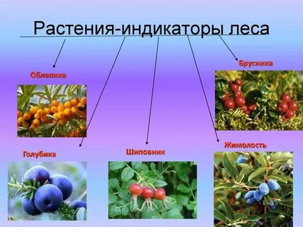 Шиповник и жимолость
