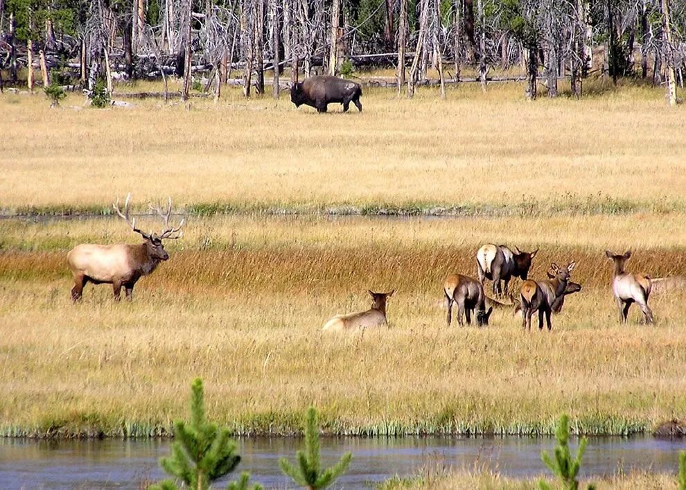 National wildlife. Yellowstone заповедник. Йеллоустонский национальный парк животные. США национальный парк Йеллоустоун животные. Фауна Йеллоустоунского национального парка.