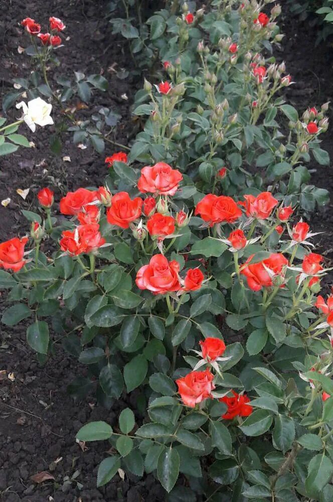 Питомник растений логотип. Твой сад питомник краснодарский край крыловский район. Ст октябрьская краснодарский край питомник растений. Логотип садовый питомник. Саженцы плодово ягодных культур визитка.