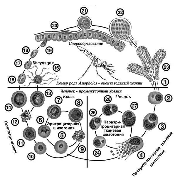 Plasmodium жизненный цикл. Стадии жизненного цикла малярийного плазмодия. циклы развития кокцидий и малярийного плазмодия.. цикл размножения малярийного плазмодия. жизненный цикл малярийного плазмодия схема.