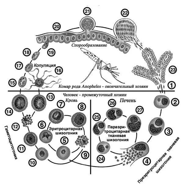 Стадии жизненного цикла малярийного плазмодия. Цикл развития кокцидий и малярийного плазмодия. Цикл размножения малярийного плазмодия. Жизненный цикл малярийного плазмодия схема.