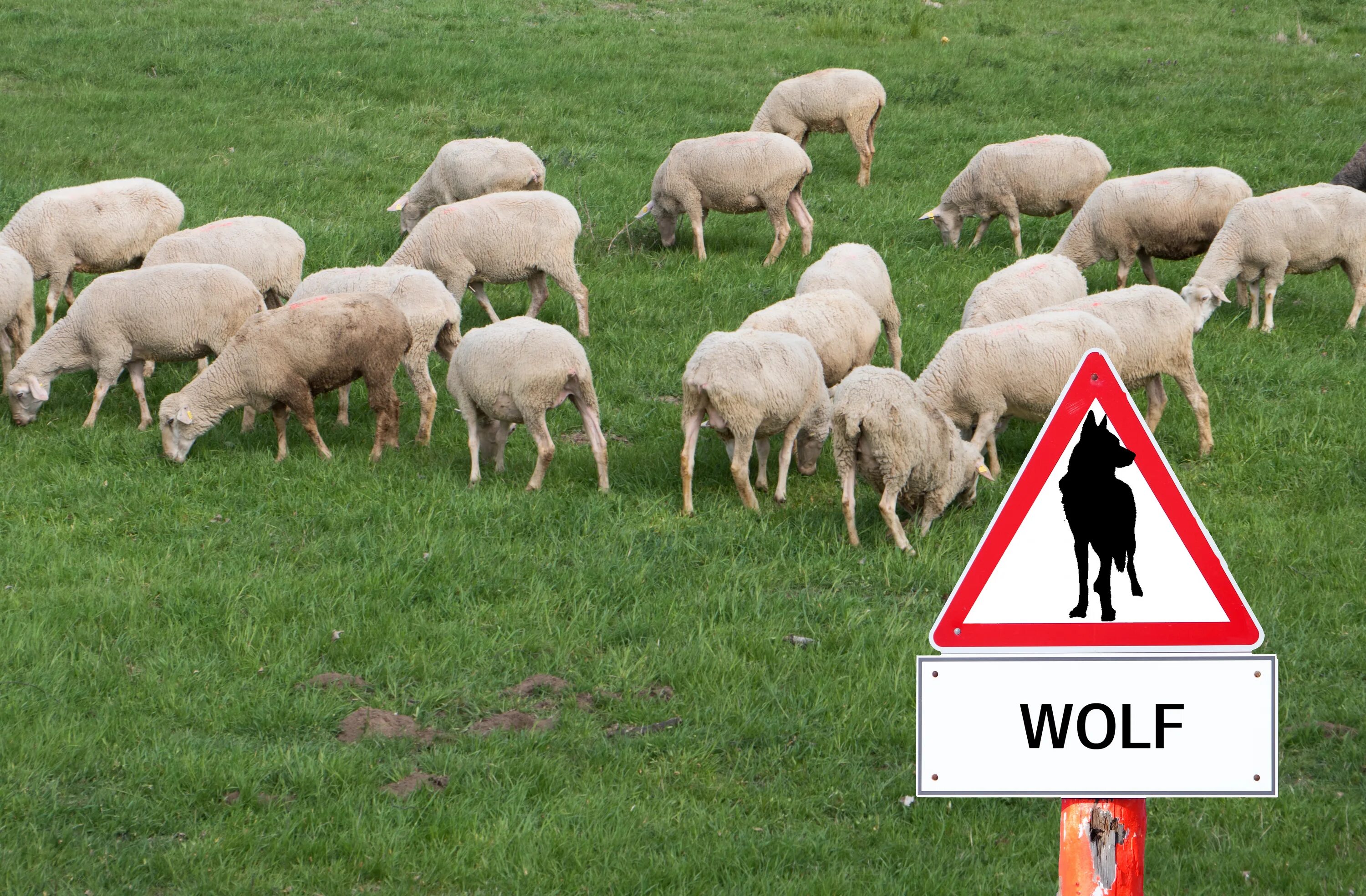 Всю жизнь овца волков. Стадо овец значок. Волки и овцы. Овца в одежде. Волк и стадо овец.