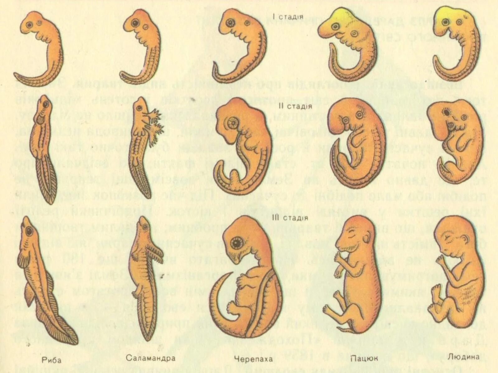 У представителей какого класса развитие зародыша. Стадии зародышевого развития позвоночного животного. Сходство зародышей на ранних стадиях развития. Стадии развития эмбриона животного. Эмбрионы некоторых животных на ранних стадиях развития.