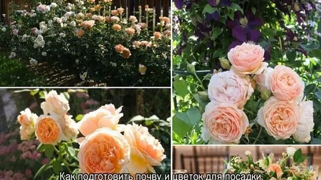 Роза джульетта фото и описание отзывы Роза джульетта отзывы фото