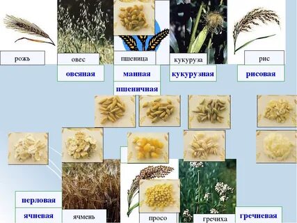 Какие продукты получают из пшеницы