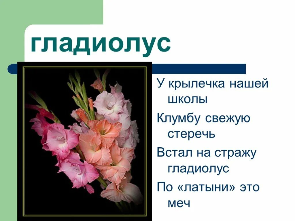 Гладиолус рассказ для 2 класса окружающий. Стихи про гладиолусы короткие. стихотворение про гладиолус. загадка про гладиолус. рассказ о гладиолусе.