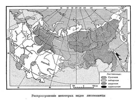Лиственница даурская ареал