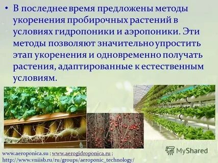 Механическая поддержка растения какая ткань