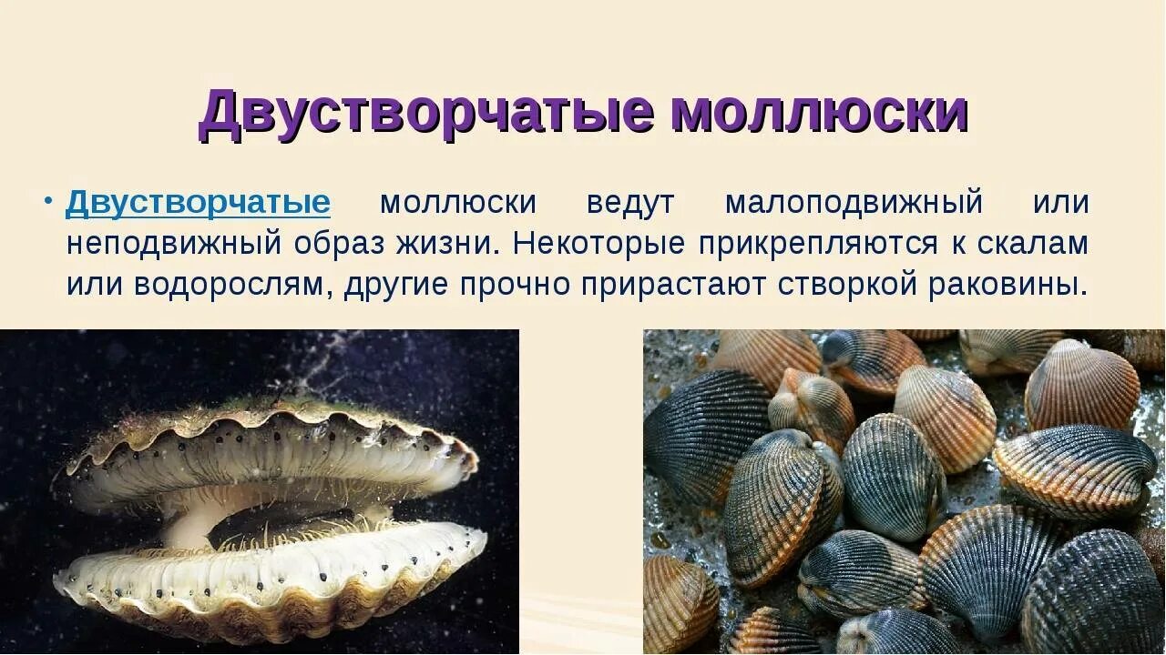 Морским моллюскам относятся. Двустворчатые моллюски 7 класс биология. Моллюски ЕГЭ биология двустворчатые. Двустворчатые моллюски Bivalvia. Класс двустворчатые моллюски 7 класс биология.