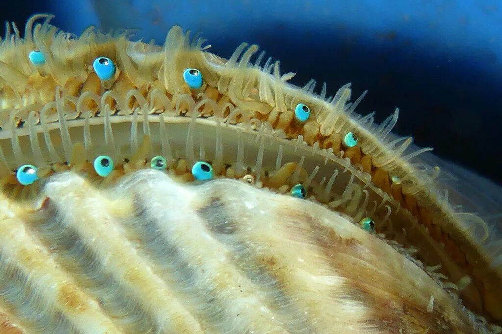 Моллюск Королевский гребешок. Морской гребешок моллюск глаза. Глазки морского гребешка. Морские двустворчатые моллюски.