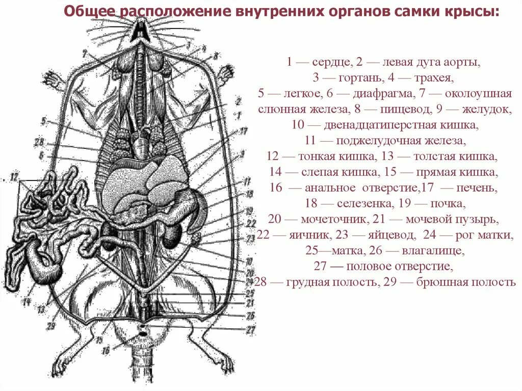 Расположение внутренних органов самки крысы. Строение внутренних органов крысы. Внутреннее строение кролика самки. Внутренне строение самки крысы. Серая крыса строение