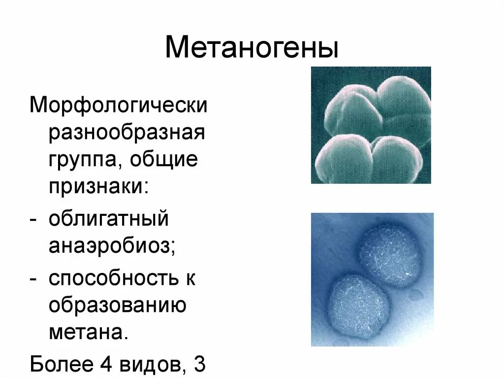 Верное утверждение о бактериях. Археи метаногены. Метанообразующие бактерии. Метанообразующие археи. Метаногенные архебактерии.