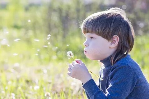 Аллергия на одуванчики