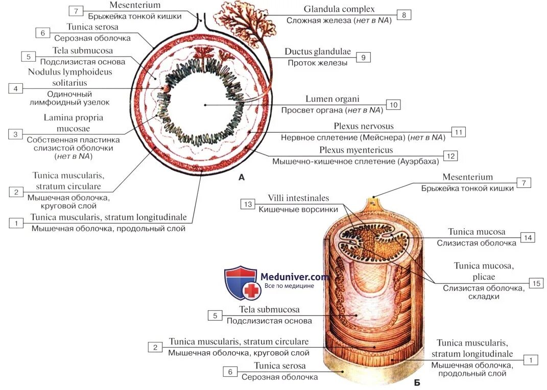 Схема строения пищеварительной трубки гистология. Схема гистологического строения стенки пищеварительной трубки. Строение кишечной трубки анатомия. Поперечный срез полого органа пищеварительной системы. Слизистый на латинском