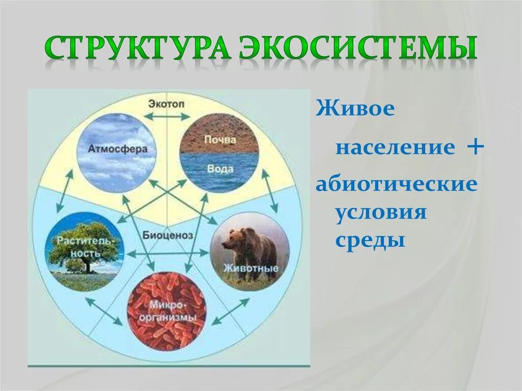 С какими природными сообществами схожа экосистема. Схема состава компонентов экосистемы. Экосистема. Структура экосистемы. Компоненты природной экосистемы.