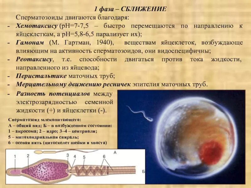 Какой возраст яйцеклетки. Движение спермиев к яйцеклетке. способность к движению яйцеклетки. движение сперматозоида до яйцеклетки. сперматозоиды двигаются.