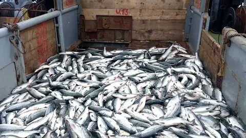 Много рыбы кострома