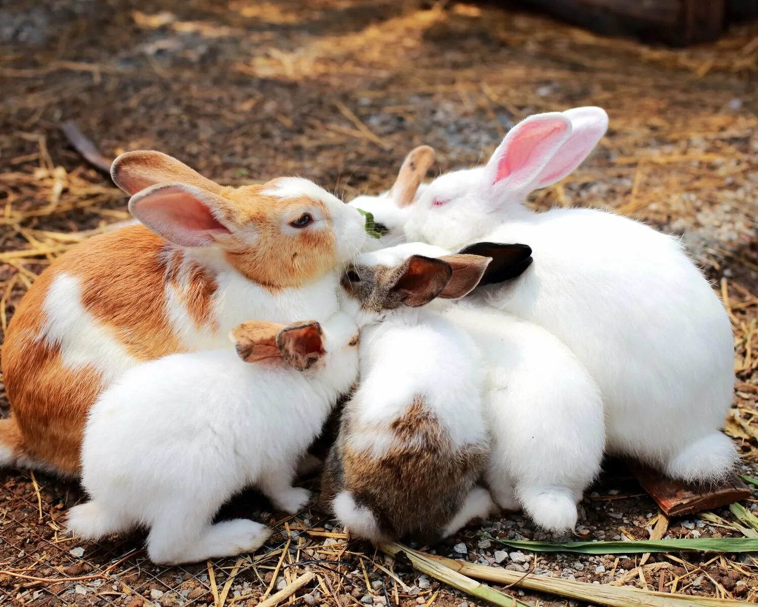 Семейство кроликов. Семя кро. Кроличья семья. Семья крольчат. Кролику 7 лет