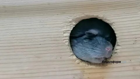Новый шифр в хомяке 14.07