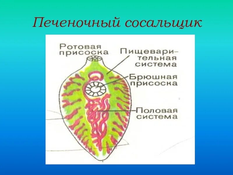 Сосальщик биология 7 класс