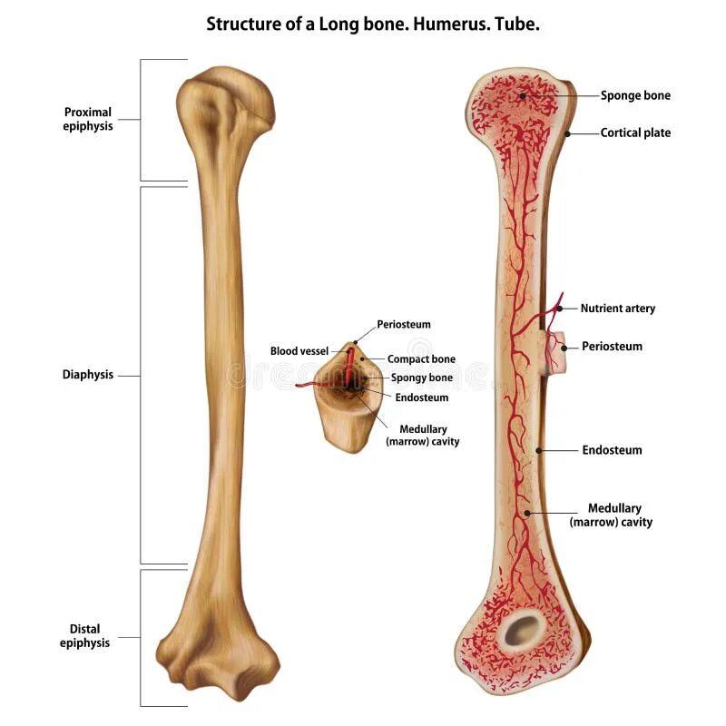 Удлиненная кость. Длинная кость. Трубочные кости. Эндост кости. Строение длинных костей periosteum.