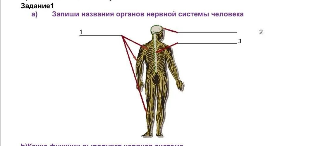 Тест на тему нервная. Запиши названия органов нервной системы человека. Нервная система человека схема 4 класс. Нервы человека. Нервная система человека 4 класс.