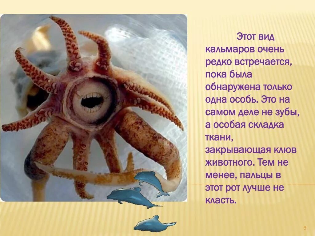 опасен ли кальмар