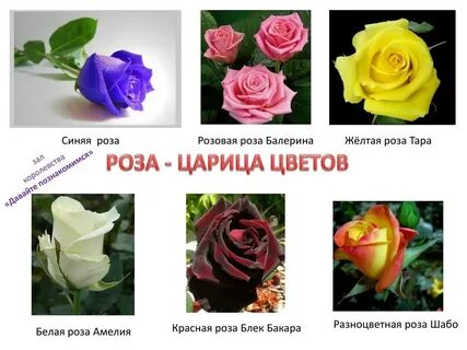 Свойства розы