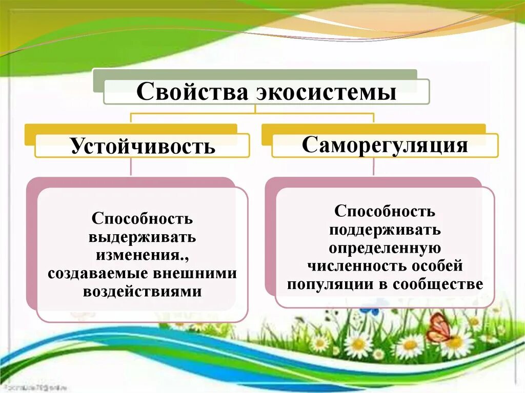 Пример саморегуляции у растений. Свойства экосистем. Основное свойство экосистем. Целостность экосистемы. Свойства экосистем устойчивость.