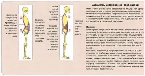 Мышцы осанки