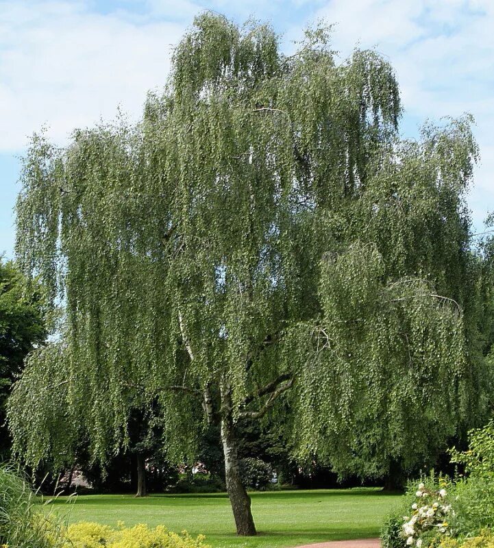 Береза повислая виды. Берёза повислая. Береза повислая Betula pendula. Береза бородавчатая. Береза повислая (бородавчатая) – Betula pendula.