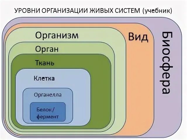 Верная последовательность биологических систем. Уровни живых систем. Иерархия живых систем. Уровни биологических систем. Уровни организации материи биология.