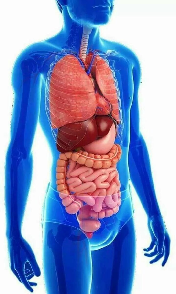 Pin by Eureka Oosthuizen on Classroom ideas Digestive system for kids, Digestive
