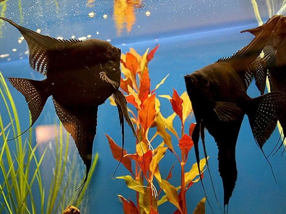 Подсаживать рыбок. Скалярия аквариумная рыбка. Скалярия черная аквариумная рыбка. Скалярий рыбка аквариумная. Скалярии черные аквариумные рыбки.