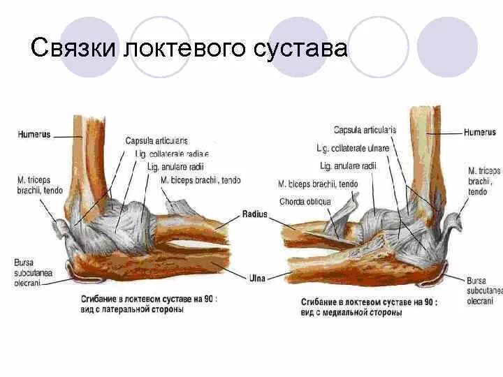 Связки локтя. Строение сухожилий локтевого сустава. Связки и сухожилия локтевого сустава анатомия. Связки локтевого сустава анатомия. Локтевой сустав строение связки.