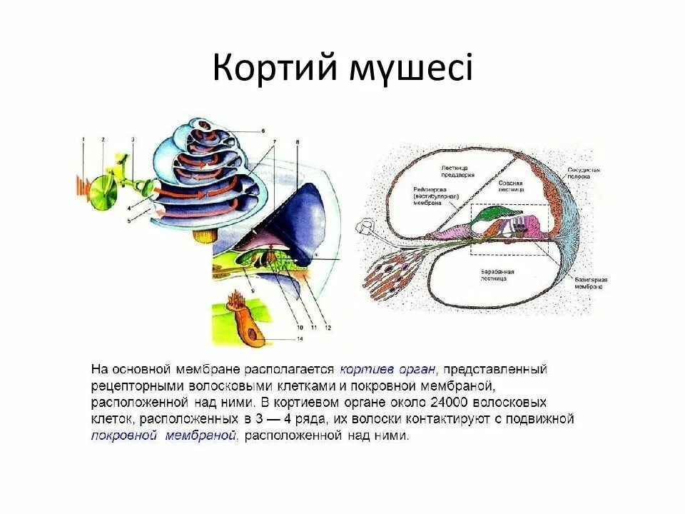 Текториальная мембрана внутреннего уха. Механизмы рецепции звука физиология. Строение звуковоспринимающего аппарата. Строение кортиева органа гистология. Слуховой анализатор кортиев орган.