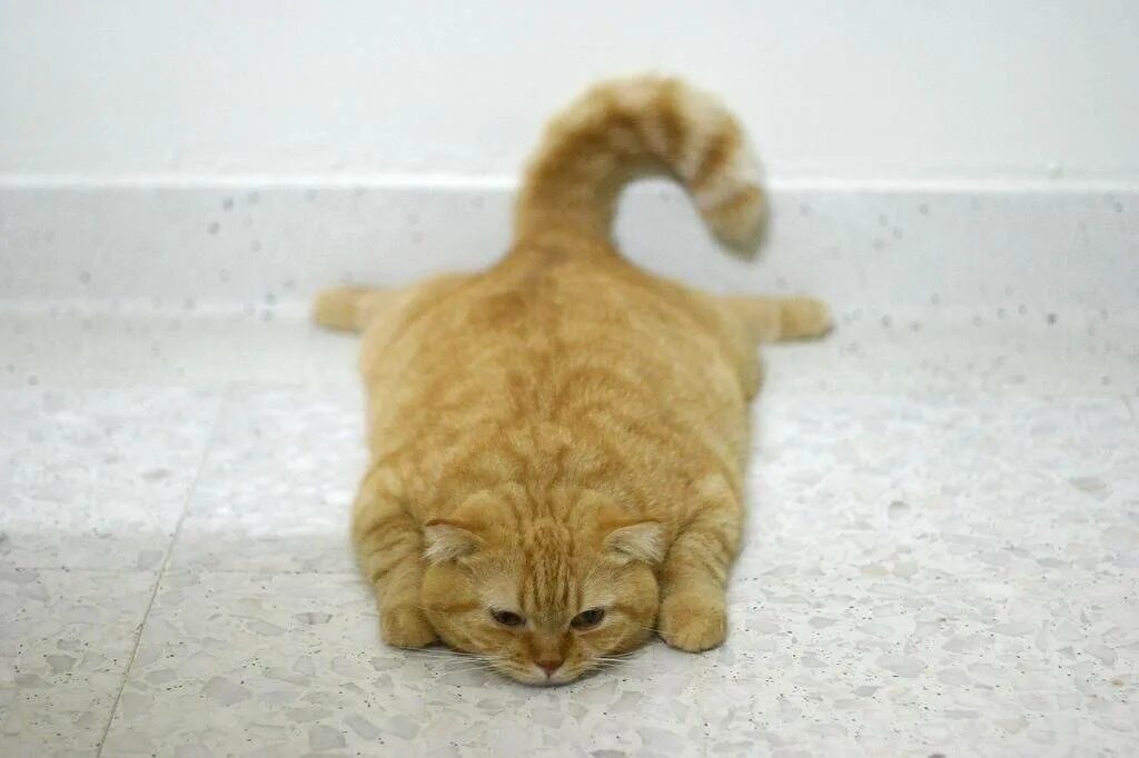 Почему котики такие милые