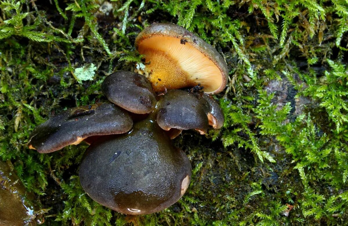 Panellus serotinus. Панеллюс поздний (Panellus serotinus). Гриб Панеллюс съедобный. Черные грибы которые. Гриб можно употреблять в пищу