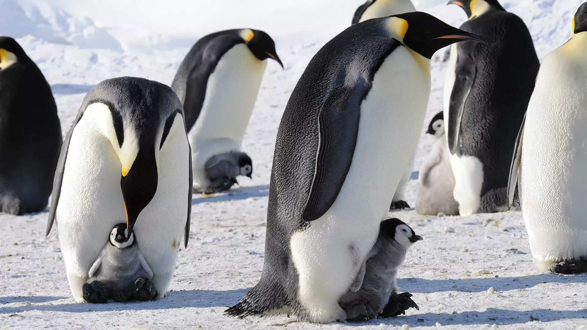 National Geographic Penguins, Adelie penguin, Penguin pictures