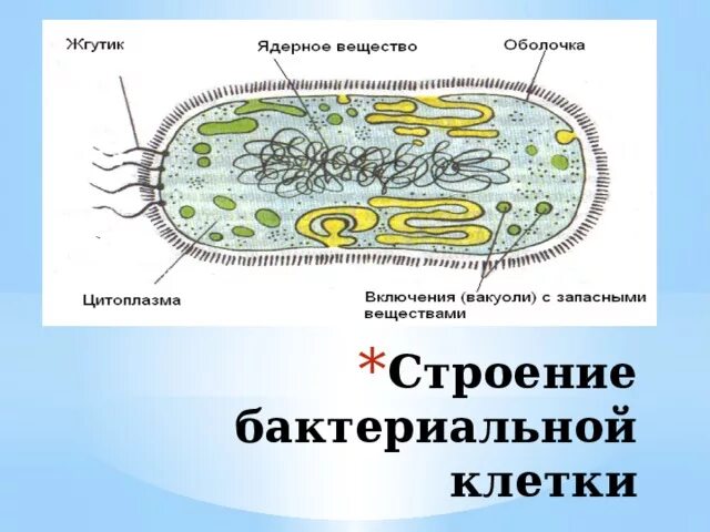 Строение клетки бактерии 5. Строение бактериальной клетки 6 класс биология. Клетка бактерии 6 класс биология. Строение бактерии Сенной палочки. Особенности клетки бактерии 5 класс