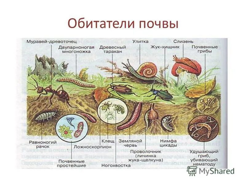 Обитатели почвы презентация. Какую работу выполняют животные в почве. Животные в образовании почвы. Почвенные животные. Животные почвы презентация.