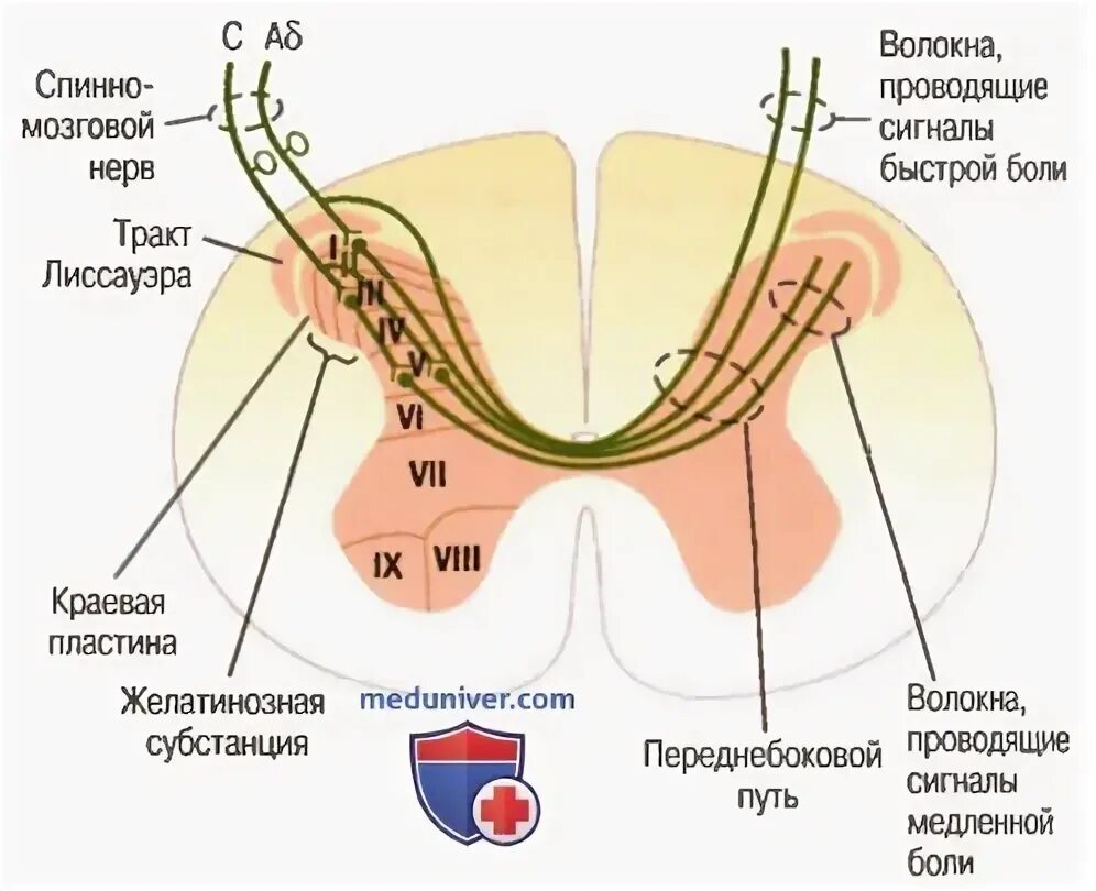 Передача больным