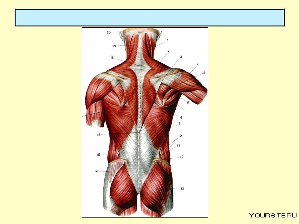 Поверхностные и глубокие мышцы. Строение грудной клетки человека анатомия мышц. Поверхностная группа мышц. Атлас синельников мышцы спины. Общая характеристика поверхностных мышц спины.