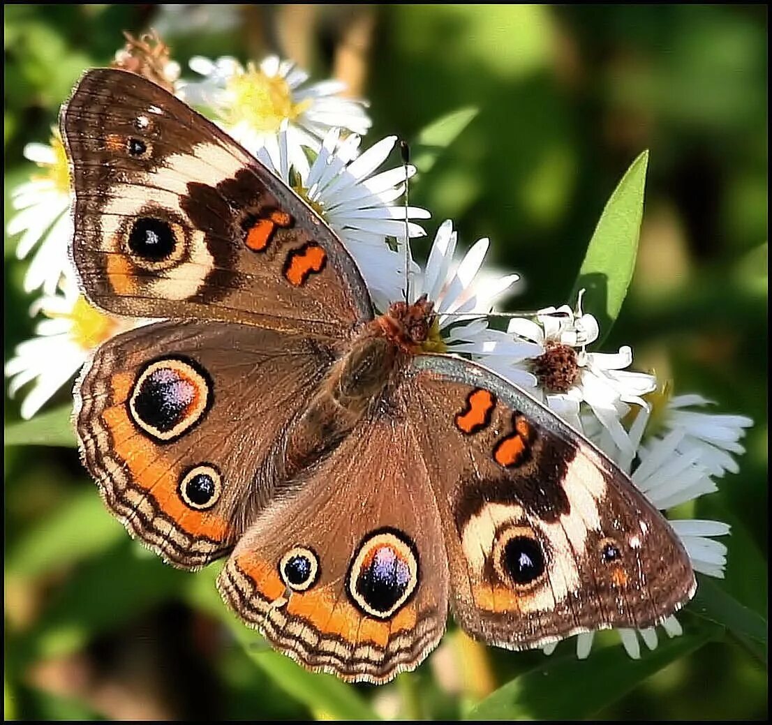Разнообразие бабочек. Бабочка. Название бабочек. Бабочки России. Разные бабочки.