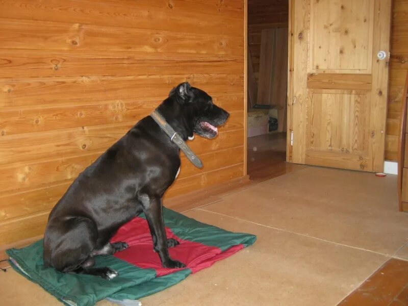 сэр пес гостиница для собак. собачья передержка. гостиница для собак. зоогостиница для животных. квартирная передержка собак.