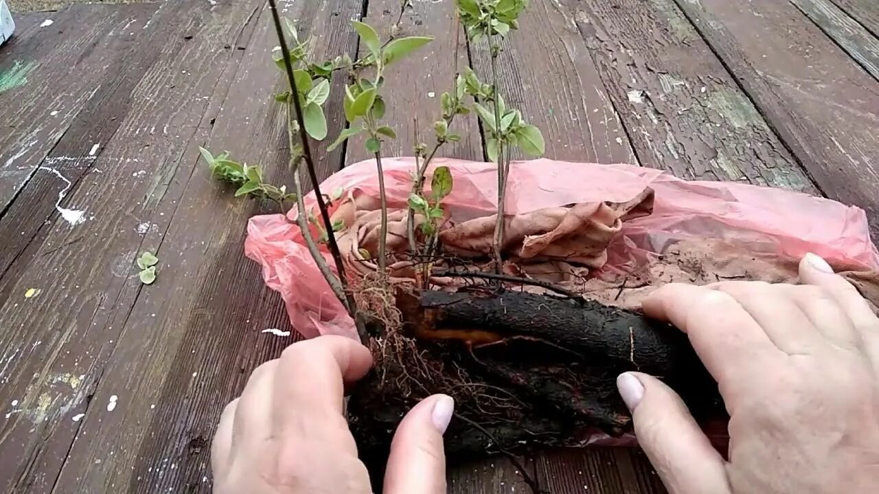 Как размножить айву
