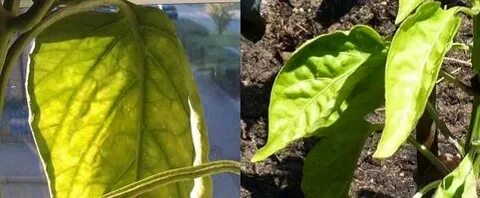 Желтеют листочки у рассады перца