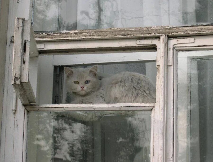 Кот открывает окно. Кошка в форточке. Кот сидит на форточке. Форточка. Кот открывает форточку.