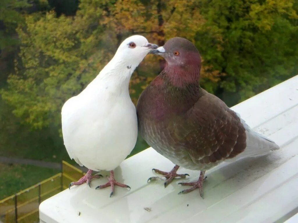 Два голубя на крыше. Два голубя на крыше. Белый голубь. Влюбленные голуби. Голуби целуются.